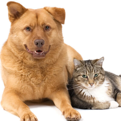 veterinary services - Cat and dog